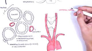 Thyroid Gland Anatomy  embryology blood supply venous drainage innervation histology [upl. by Prentiss346]