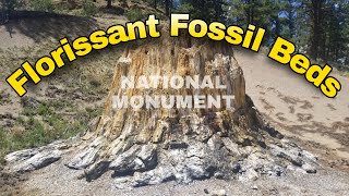 Florissant Fossil Beds National Monument  Exploring Colorado [upl. by Maice186]