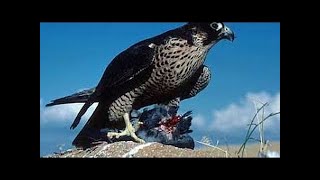 Aves Rapaces Halcon Peregrino Aguila Real Documental en Español [upl. by Farleigh369]