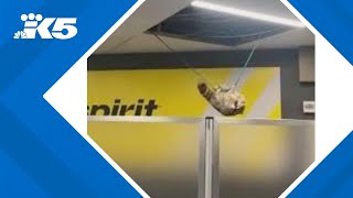 Raccoon hangs from cables inside Laguardia Airport [upl. by Colyer718]