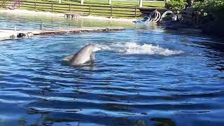 Dolphins playing and swimming in Hawaii [upl. by Anayk]