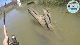 Campaspe River Redfin and Yellowbelly [upl. by Veronika368]