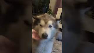 This Dog ACTUALLY Says Woof And Answers Back [upl. by Atinat]