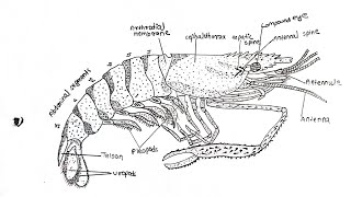 simple drawing of prawn palaemondrawing art biology [upl. by Schulze]