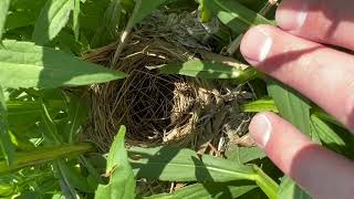 redwing blackbird momma starts and weaves a nest no birds updates [upl. by Ecilef]