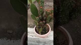 Grafted monstrose and peanut cactus [upl. by Dulcy]