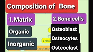 Composition Of BoneFunctions of Bone CellsOsteoblastOsteocytesOsteoclastBone CellsBone Matrix [upl. by Ahseia]