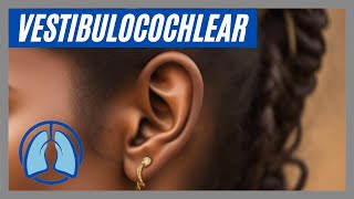 Investigating the Vestibulocochlear Nerve [upl. by Boucher]