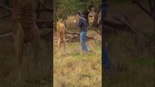 Man Fights a Kangaroo to save a Dogshorts fyp kangaroo [upl. by Atikaj]