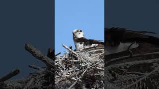 Osprey Nests Up Close What You Didn’t Know [upl. by Athallia]