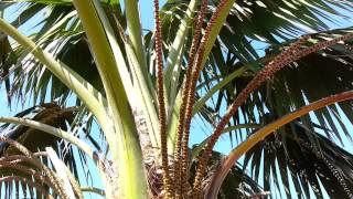 Kentia Palm  Howea forsteriana  Thatch Palmier HD 01 [upl. by Fabron]