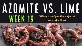 Azomite Vs Lime 19th Week Update Experts Wanted [upl. by Acissey959]