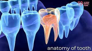 Dental Anatomy [upl. by Nonnair]