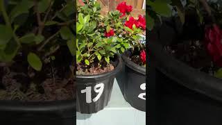 Flowerpots innovative numbering [upl. by Yelsel]