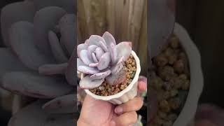 Echeveria Laui white echeveria echeverias succulentobsession succulent succulentplant plants [upl. by Melquist]