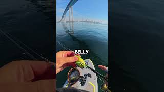 Topwater Frog in Saltwater fishingvideo fish frogfishing [upl. by Nohsyar]