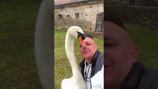 This man rescued a swan that was trapped and then swan birds short [upl. by Sofie]