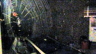 Massive OrbWeaver Spider Spins a web in time lapse [upl. by Jilleen]