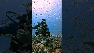 Epic Vis viral padi buoyancy reeffish indianocean scubadiving fish sprats [upl. by Llevra]