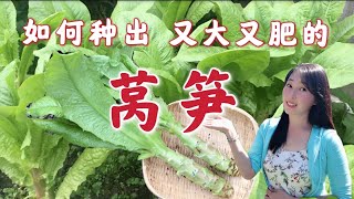 【种植34】莴笋种植，如何种出又粗又壮的莴笋  肉质茎形成关键期，选种，育苗，移栽，施肥，浇水，采收，留种全攻略 How to grow celetuce  stem lettuce [upl. by Sigrid]