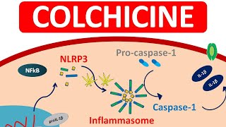 Colchicine Tablets for Gout  Mechanism precautions amp side efects [upl. by Nhguav256]