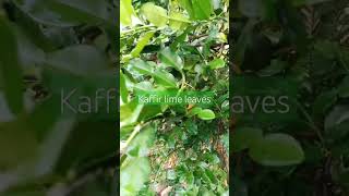 Kaffir lime leaves plants [upl. by Inalaehon92]