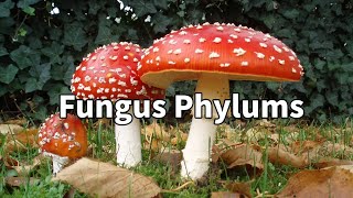 Fungus and the 4 Diffrent phylums [upl. by Kipper]