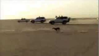 Salukis chasing Gazelle كلب سلو قيمطاردةظبي [upl. by Roye279]