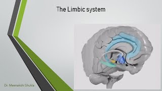 Limbic System लिम्बिक सिस्टम [upl. by Ilujna]