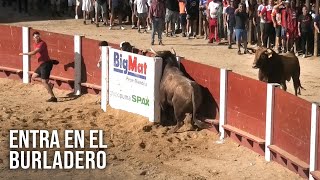 Peñafiel 2024 El Toro Se Mete En El Burladero [upl. by Vivie]