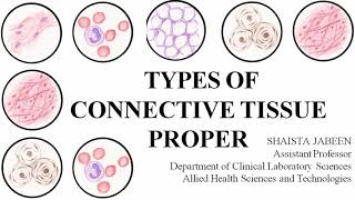 Connective Tissue Proper Types  Loose Connective Tissue and Dense Connective Tissue Physiology [upl. by Adnale]