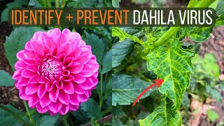 How to Identify Dahlia Viruses and Prevent Virus Infection from Destroying Your Plants [upl. by Junieta]