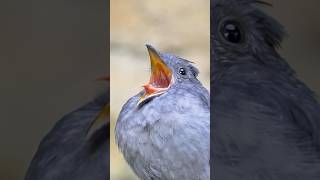 birds alarm birdsounds nature love alarming sound youtubeshorts beauty birdslover birdwat [upl. by Hanoj333]