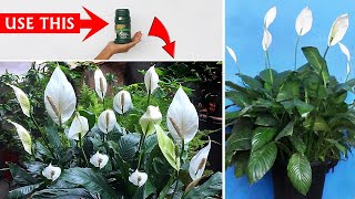 Peace Lily NOT Blooming DO THESE amp Get GUARANTEED Result [upl. by Urbai]