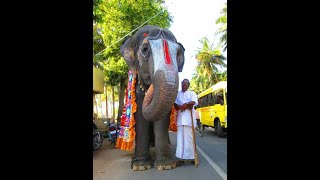 Temple elephant andal talkingTempleelephantandaltalkingsrirangamsrirangamandal [upl. by Chrisy]