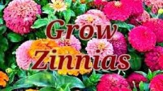 How you should grow SYNGENTA MEGALLAN ZINNIAS from Seeds [upl. by Enaz500]