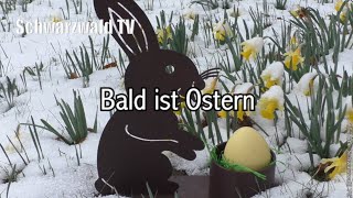 Bald ist Ostern 🐇 Ostergrüße 2024  Grüße zur Osterzeit 🍀🐣 WhatsApp Grußvideo kostenlos [upl. by Flosi]