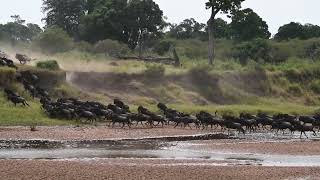 Great Migration  Masai Mara National Park  July 31 2023 [upl. by Eetak949]