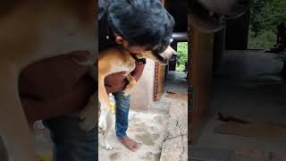 buggie cute dogowner doglover dog dogs animals funny shorts viralvideo labradorcity [upl. by Burkitt20]