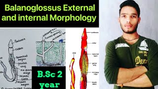 Balanoglossus External and internal morphology  BSc 3rd year Zoology 5th Semester 2nd paper [upl. by Trakas]