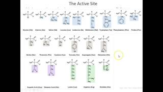 Lecture 7B SetUp for Chymotrypsin Enzymatic Mechanism [upl. by Ysor824]