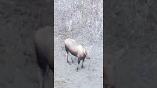 Collard moose from drone [upl. by Annaeirb13]