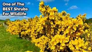 Gorse  A Vital Shrub For Wildlife [upl. by Dleifrag]