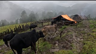 Best Rural Life Of Nepali VillageMost Relaxing Shepherd LifeSeasonally Shepherd routing Of Nepal [upl. by Gregor]