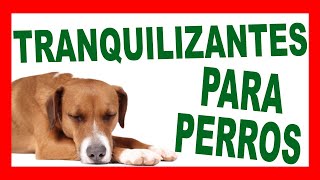 TRANQUILIZANTES para PERROS [upl. by Greenebaum]