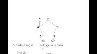 Formation of a nucleoside and nucleotide [upl. by Pietro]