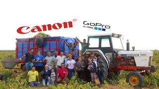 Vendimia 2015 en Tomelloso Massey Ferguson 290 David Brown 1410 Jóvenes Agricultores [upl. by Montfort]