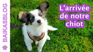 Adoption de notre chiot phalène  Bienvenue Karma [upl. by Rabush994]