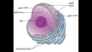 Nucleus النواة [upl. by Annovaj]