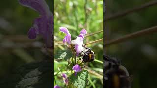 Bumblebees inspect flowers nature photography macro macrophotography insects bumblebee shorts [upl. by Atinaj]